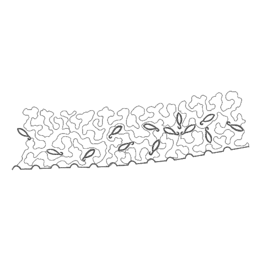 CMC4B8