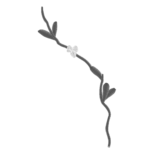 繁花淡淡蜿蜒