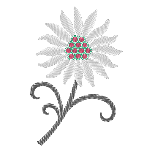 卷叶雏菊