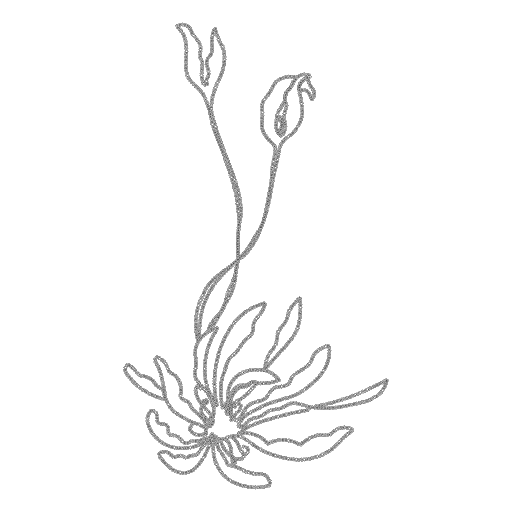 刺绣花婿花韵图