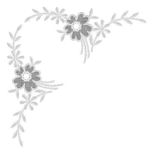四叶蕾丝角花