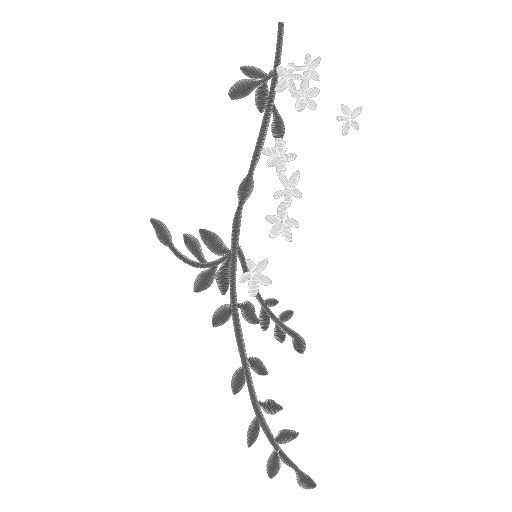 枝上繁花