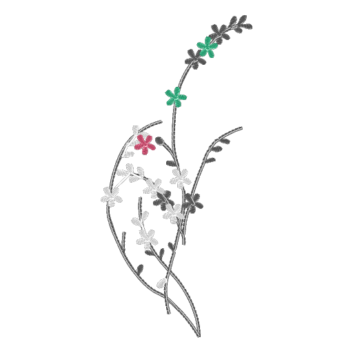 多彩花枝
