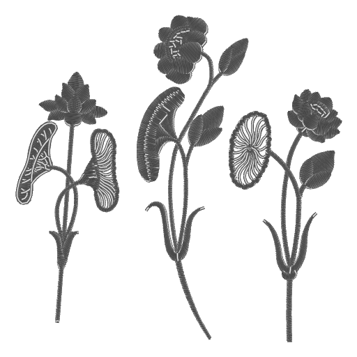 莲花朵朵艳