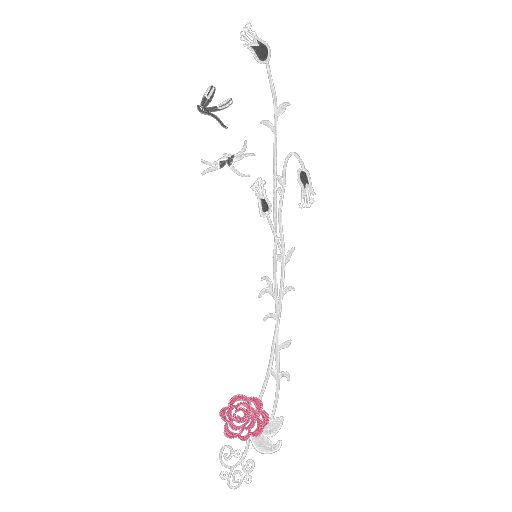 红玫瑰藤蔓蜻蜓