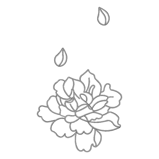 白玫瑰与雨滴